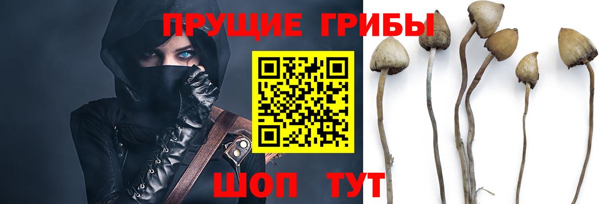 Алексин  Галлюциногенные грибы Psilocybine cubensis  Вход с VPN  Псилоцибиновые грибы мицелий 